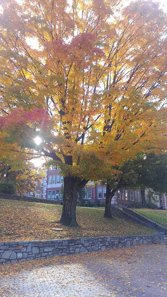 The maple tree in front of Smith Wright Hall